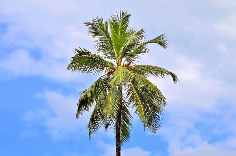 Tropical palm trees on the beach in Seychelles paradise by MPfoto71