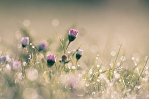 Blumen Teil 448