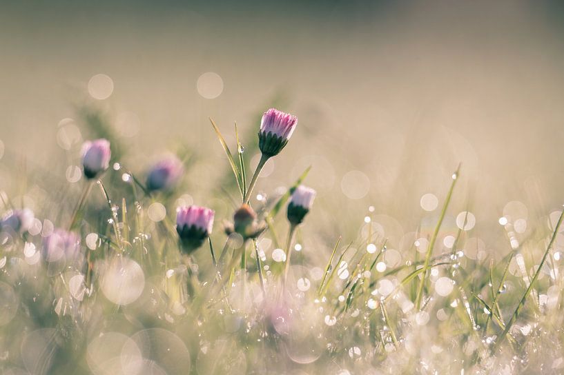 bloemen part 448 van Tania Perneel