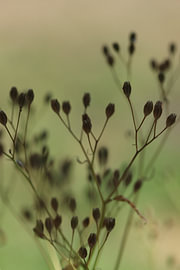 Gelassene Stille – Minimalistische botanische Makrofotografie von Mootjes