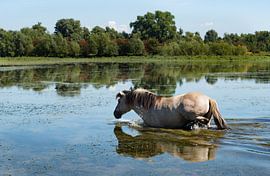 Blaawe kamer-zwemmend paard 04 by Cilia Brandts