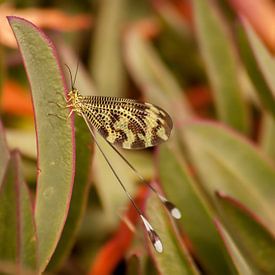 Nemoptera bipennis von Eline Snijder