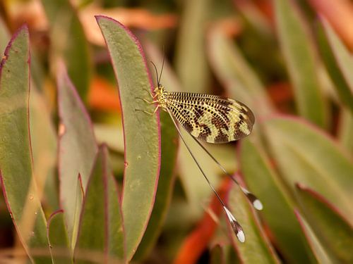 Iberian Streamertail