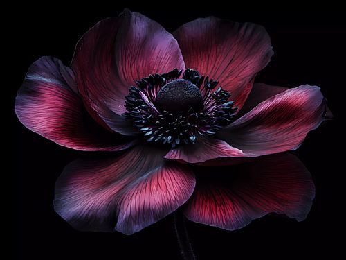 Donkere anemoonbloem