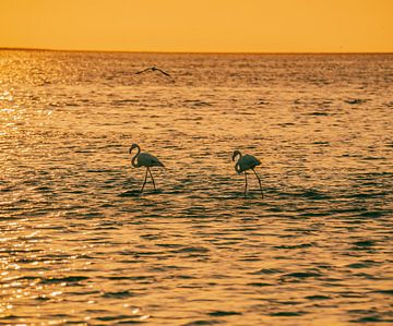 Flamingos at sunset in Walvis Bay Namibia, Africa by Patrick Groß