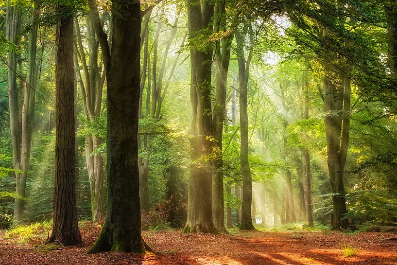 Stralend van Lars van de Goor