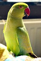 halsband parkiet malaika / parakeet / peruche