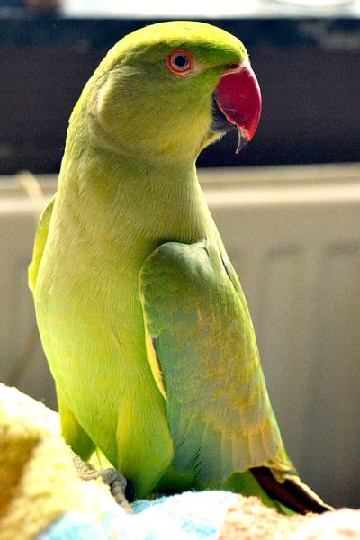 halsband parkiet malaika / parakeet / peruche von melissa demeunier