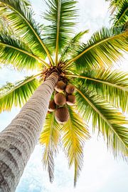 Palmier et ciel sur Poster Art Shop