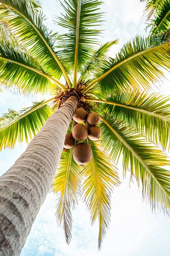 Palme und Himmel