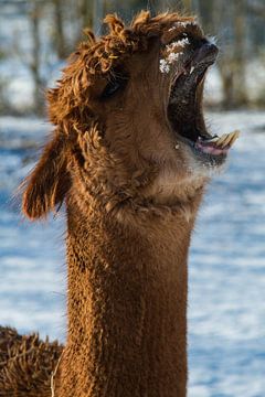 Alpaca van Nancy Bogaert