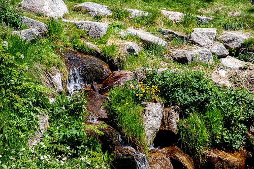Source de la Savoureuse au Belchen alsacien