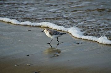 Strandloper van RB-Photography