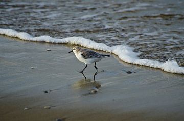 Strandloper van Ricardo Bouman