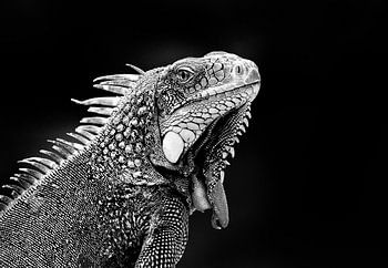 Curacao, jonge leguaan, zwart-wit