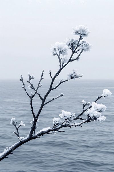 Branche hivernale minimaliste sur l'eau calme par Art & Soul Creations