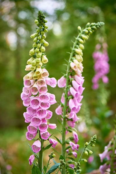 Pink Foxglove discolored in flowering by Jenco van Zalk