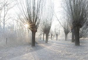 Winter landschap van Ingrid Van Damme fotografie