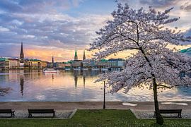 Cerisiers en fleurs à Hambourg, Allemagne