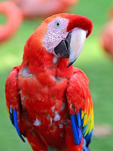 Papagei von Wiltrud Schwantz