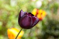 Zwarte tulp