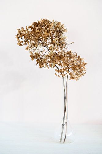 Hortensia droogbloemen – tijdloze schoonheid vastgelegd