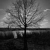 Silhouette van Marcel Pietersen