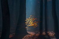Beams of light in the Speulder forest