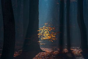 Lichtblicke im Speulder Wald von Rick Kloekke