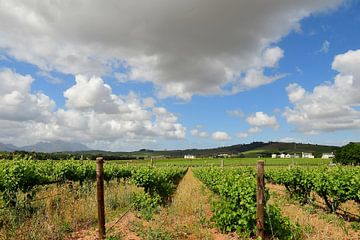 Wijngebied met wijnranken in Zuid Afrika van Truus Hagen