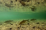 foraging chub; eating chub by Arthur de Bruin thumbnail