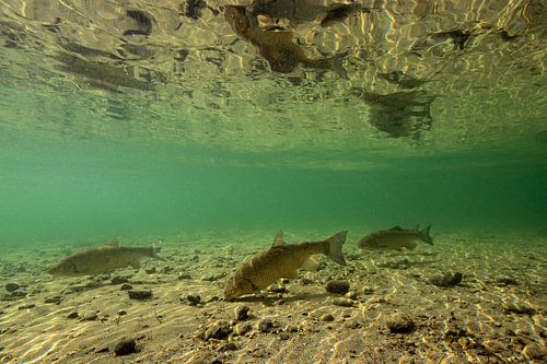 fouragerende kopvoorn; eating chub van Arthur de Bruin
