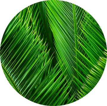 Palmbladeren zo ver het oog reikt van Candy Rothkegel / Bonbonfarben