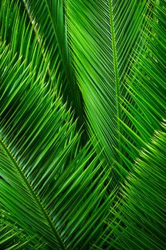 Palm leaves as far as the eye can see