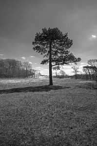 Kennemerduinen, Nord-Holland