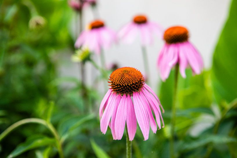 pink flower by Eric van Nieuwland