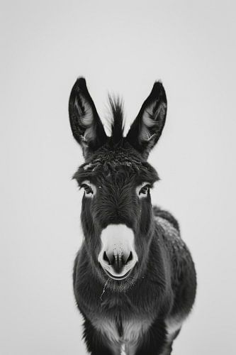 Donkey - Black and white