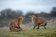 Rotfuchs ( Vulpes vulpes ), zwei Füchse im Streit, drohen einander mit aufgerissenem Fang, wildlife, von wunderbare Erde Miniaturansicht