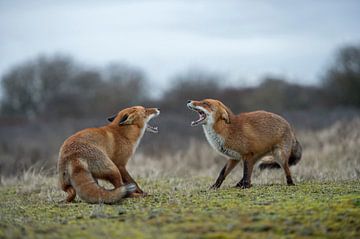 Rode vos ( Vulpes vulpes ), twee vossen in een gevecht, die elkaar bedreigen met wijd openstaande ho