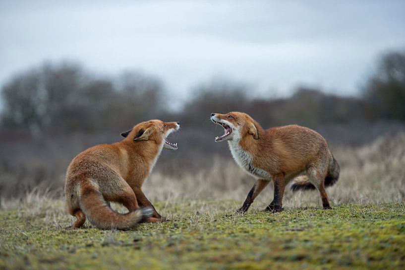 Rotfuchs ( Vulpes vulpes ), zwei Füchse im Streit, drohen einander mit aufgerissenem Fang, wildlife, von wunderbare Erde
