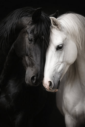 Black & White Horses – Elegant Paardenportret vol Verbondenheid