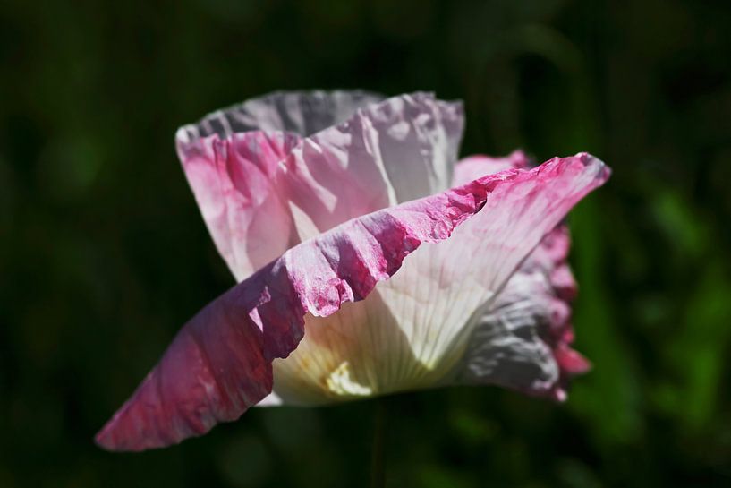 Poppy par Thomas Jäger