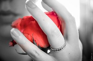 Rose in leuchtendem Rot in einer schwarz-weißen Hand