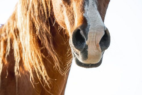 Paard Zomerse Nabijheid Close-up van een Paardensnuit