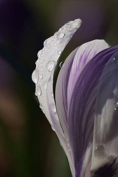 Tautropfen auf einem Krokus.1 von Daniëlle Eibrink Jansen