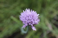 So schön ist Lauch (leeks is so beautiful)