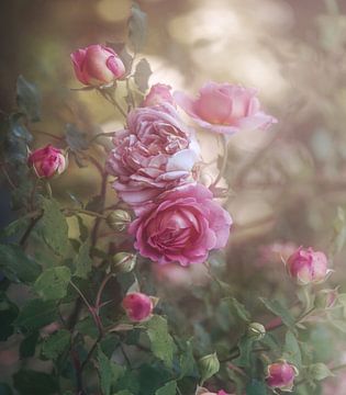 Rose romantique