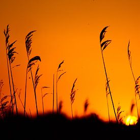 Zonsondergang van Veri Gutte