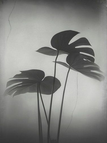 Monstera Plant No. 1