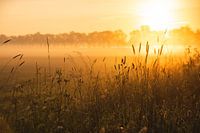 Zonsopkomst in het veld